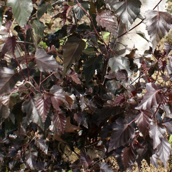 Promesse de Fleurs - Bouleau pourpre - Betula pendula Royal Frost Pot de 7,5L/10L