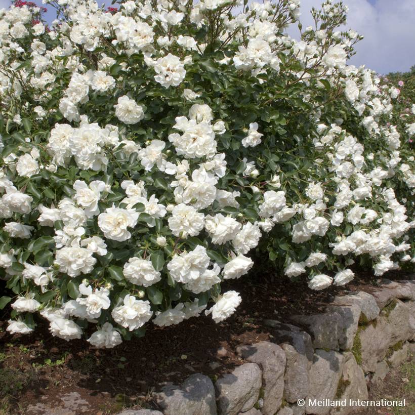 Rosier arbustif Blanc Meillandecor Pot de 4L/5L