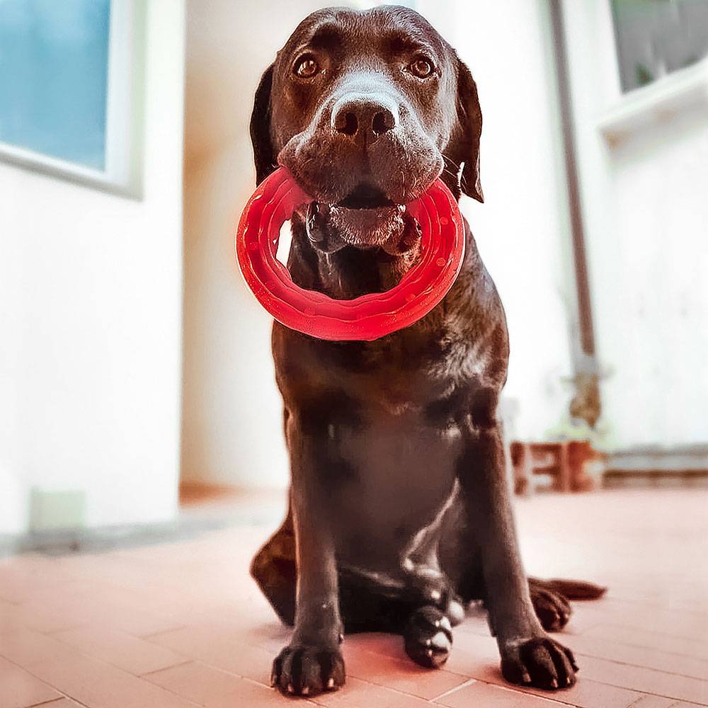 Ferplast - Ferplast Jouet Chien, Anneau Distributeur Croquettes Friandises pour Chien, en Matériau Durable à Mâcher, Arôme de Viande, pour l'Hygiène Dentaire, - Image 5