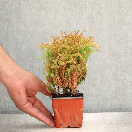Thuya du Canada - Thuja occidentalis Golden Tuffet Godet de 8/9 cm - Image 2