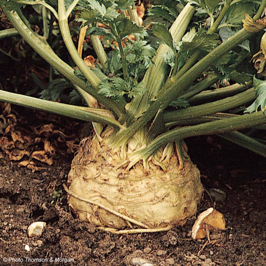 Céleri rave Monarch - Apium graveolens le sachet de 50 graines environ