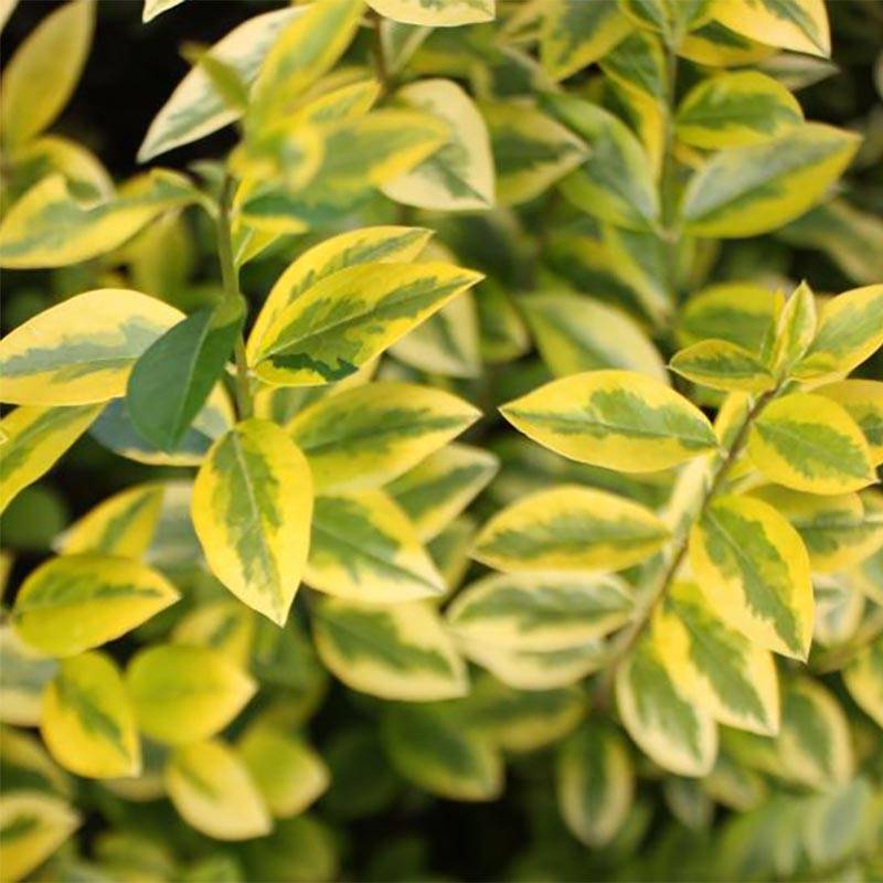 Troène doré - Ligustrum ovalifolium Aureum Pot de 7,5L/10L - Image 1