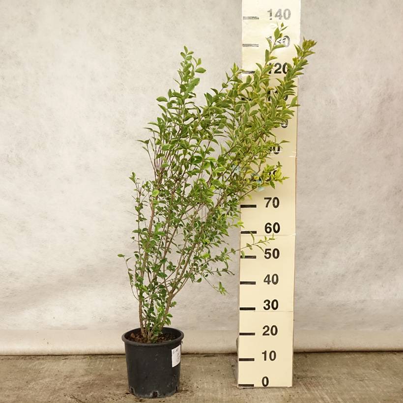 Troène doré - Ligustrum ovalifolium Aureum Pot de 7,5L/10L - Image 2