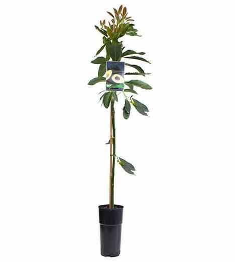 Sans Marque - Agave attenuata Pot de 70L - 90/100cm - Image 4