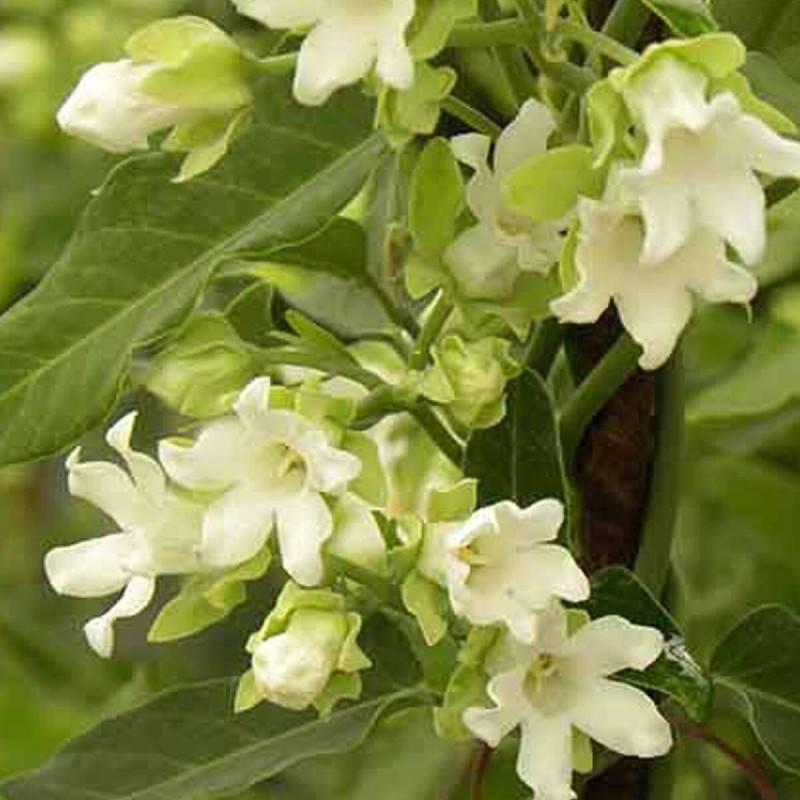 Araujia blanc, Plante cruelle à fleurs Blanche - feuillage Semi-Persistant - Godet - 5/10 cm-  hauteur à maturité De 3,00 m à 5,00 m - Image 2