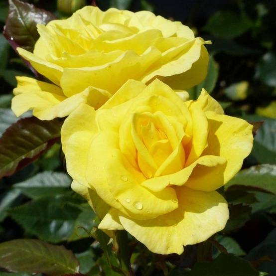Promesse de Fleurs - Rosier tige Friesia Racines nues en motte, Tige, Tige de 90/120