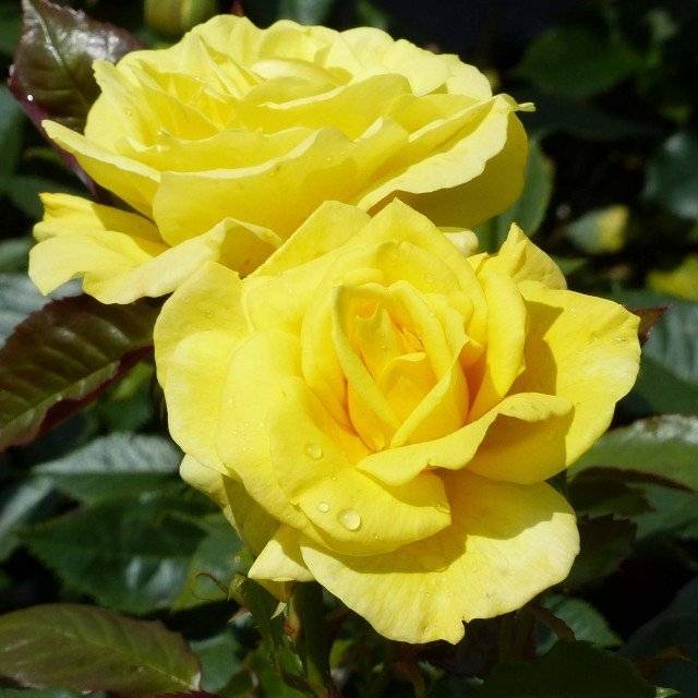 Promesse de Fleurs - Rosier tige Friesia Racines nues en motte, Tige, Tige de 90/120