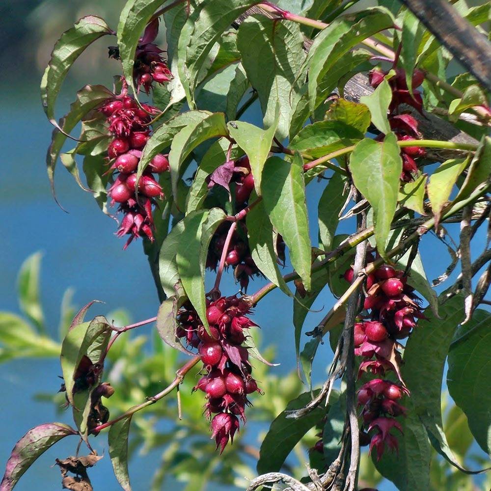 Arbre aux faisans - Leycesteria formosa Godet de 8/9 cm