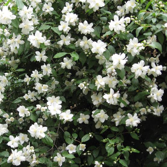 Promesse de Fleurs - Philadelphus Virginal - Seringat blanc Pot de 7,5L/10L - Image 1