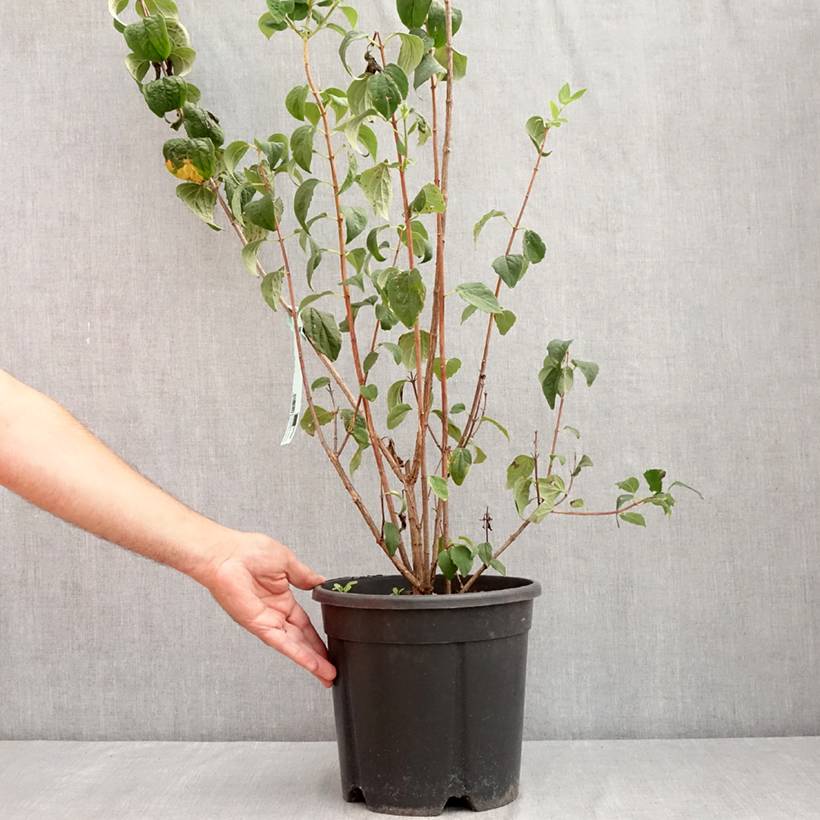 Promesse de Fleurs - Philadelphus Virginal - Seringat blanc Pot de 7,5L/10L - Image 2