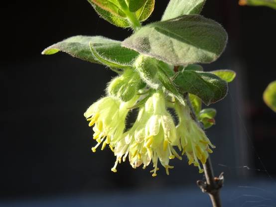 Lonicera caerulea ssp. kamtchatica - Baie de mai Pot de 1,5L/2L - Image 3
