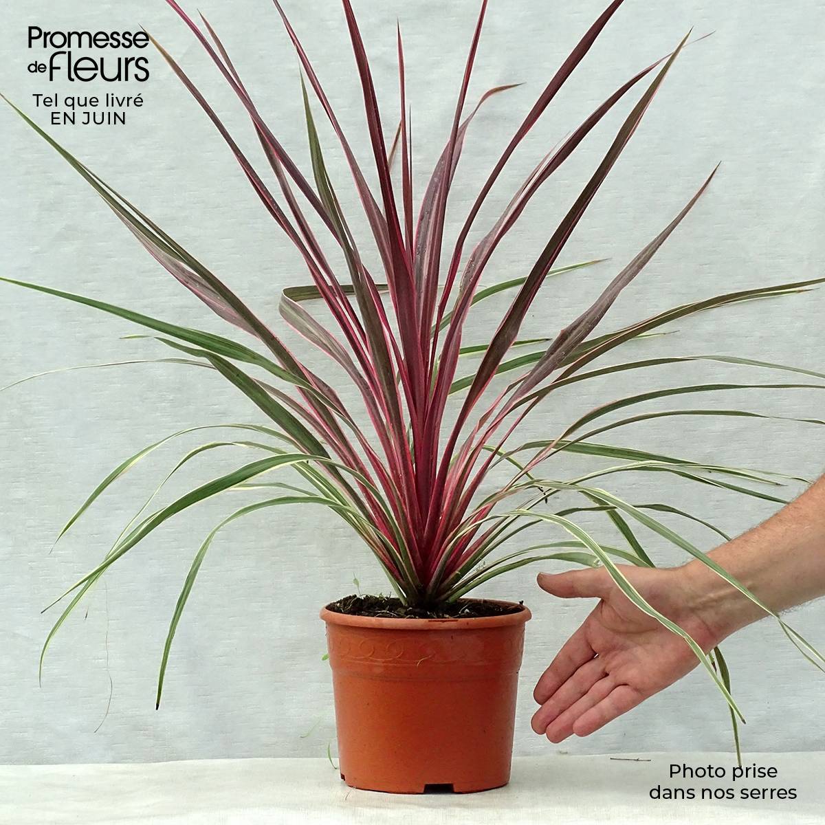 Cordyline Can Can Pot de 2L/3L - Image 2