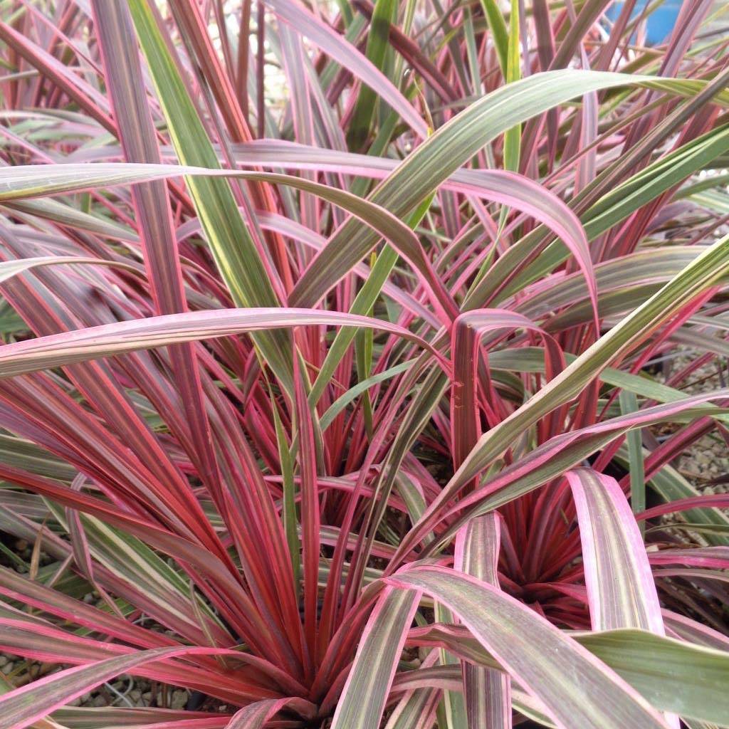 Cordyline Can Can Pot de 2L/3L - Image 1