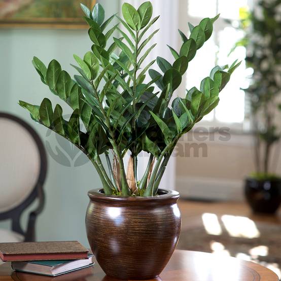 Gardenersdream - Zamioculca Zamiifolia 13 Cm - 1 Plante - Maison / Bureau Plante D’Intérieur En Pot - GardenersDream - Image 2