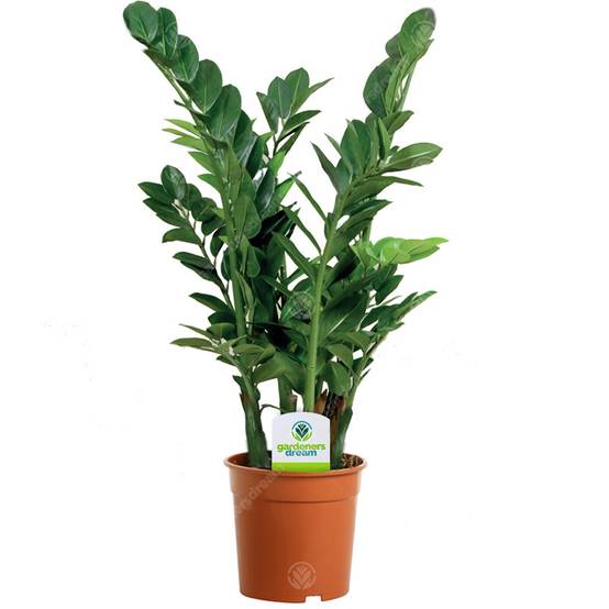 Gardenersdream - Zamioculca Zamiifolia 13 Cm - 1 Plante - Maison / Bureau Plante D’Intérieur En Pot - GardenersDream - Image 1