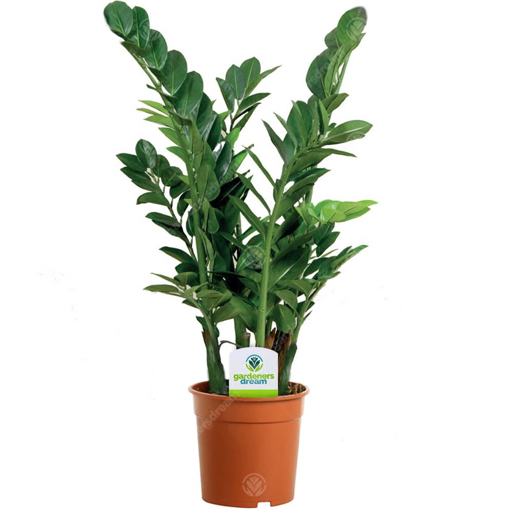 Gardenersdream - Zamioculca Zamiifolia 13 Cm - 1 Plante - Maison / Bureau Plante D’Intérieur En Pot - GardenersDream - Image 1