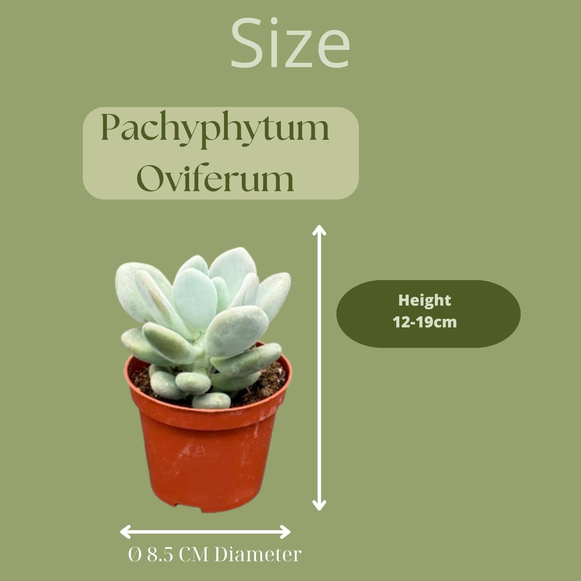 Pachyphytum Oviferum - Plante Pierre de Lune- La Green Touch - Image 2