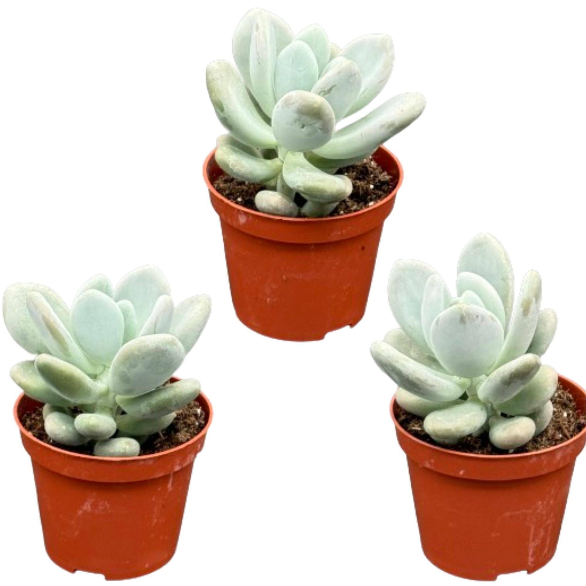 Pachyphytum Oviferum - Plante Pierre de Lune- La Green Touch - Image 1