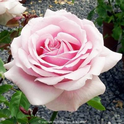 Promesse de Fleurs - Rosier à grandes fleurs Frédéric Mistral Racines nues en motte