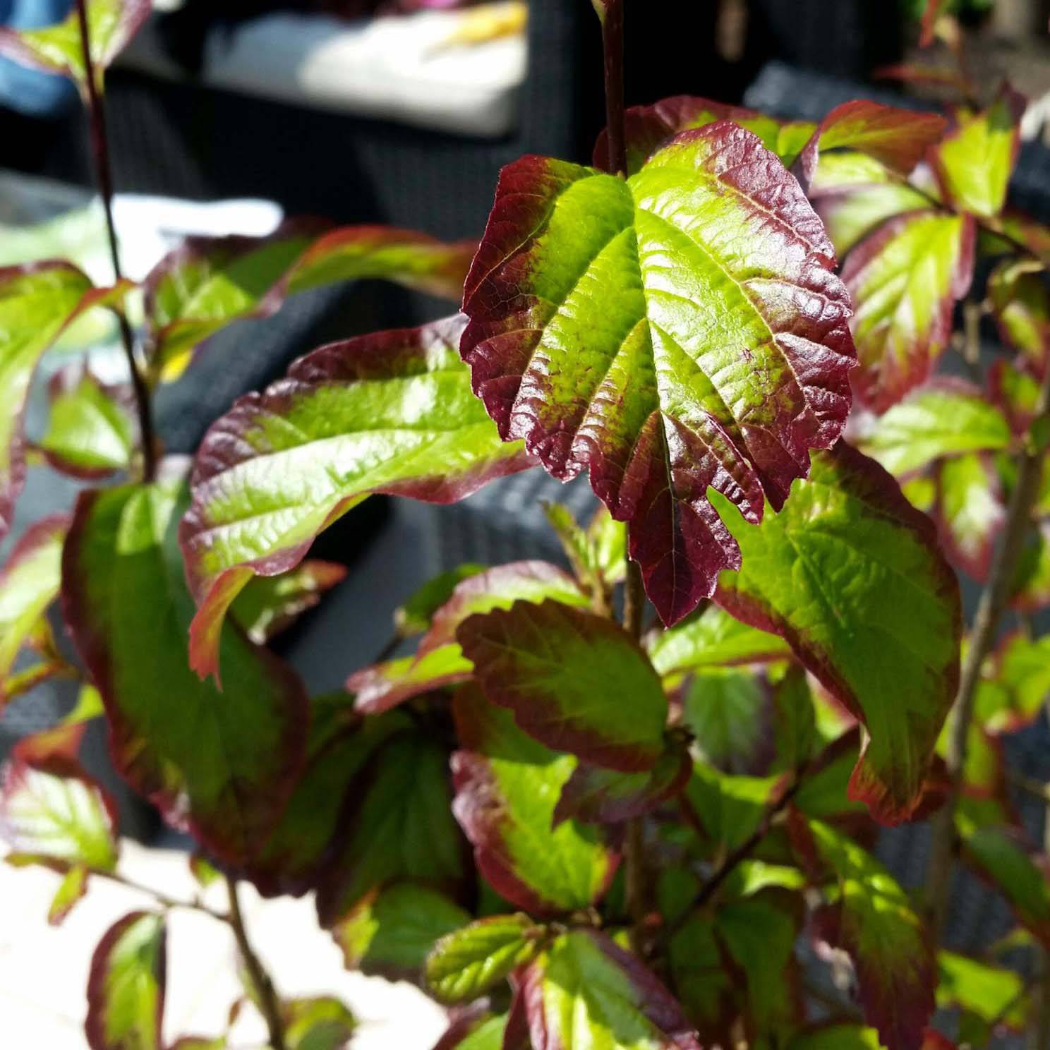 Parrotia persica Persian Spire - Arbre de fer Pot de 3L/4L