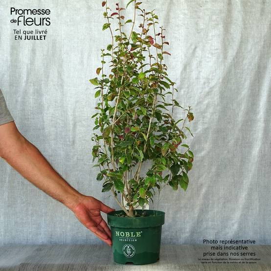 Parrotia persica Persian Spire - Arbre de fer Pot de 3L/4L - Image 2