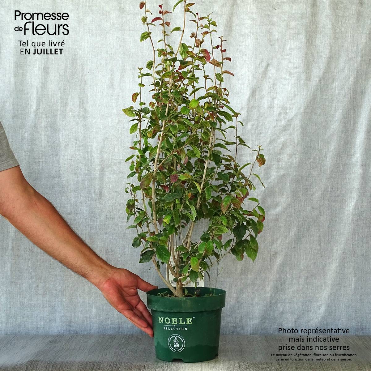 Parrotia persica Persian Spire - Arbre de fer Pot de 3L/4L - Image 2