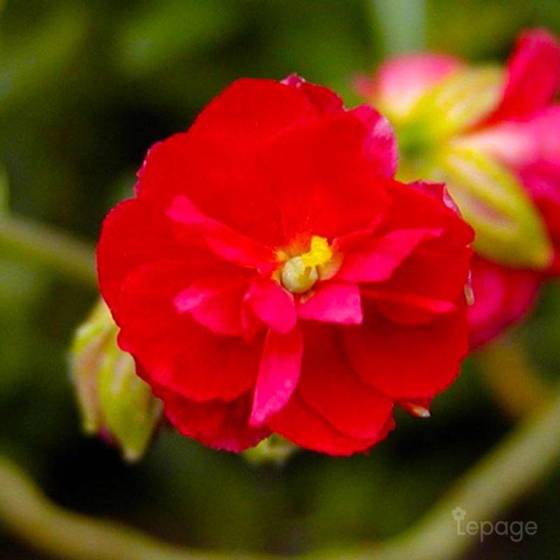 3 Hélianthèmes 'Cerise Queen' (Helianthemum) - Lot de 3 vivaces - Pépinières Naudet - Image 1