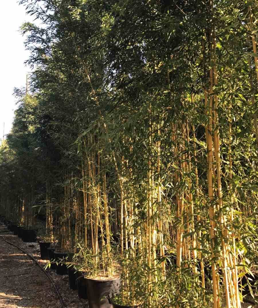 0 - Phyllostachys aureosulcata aureocaulis Pot de 15L - 150/175cm - Image 1