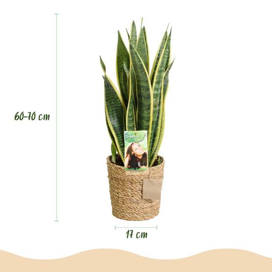 Sansevieria Laurentii - D17 H70cm - Image 4