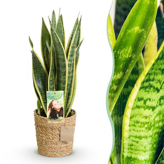 Sansevieria Laurentii - D17 H70cm - Image 2