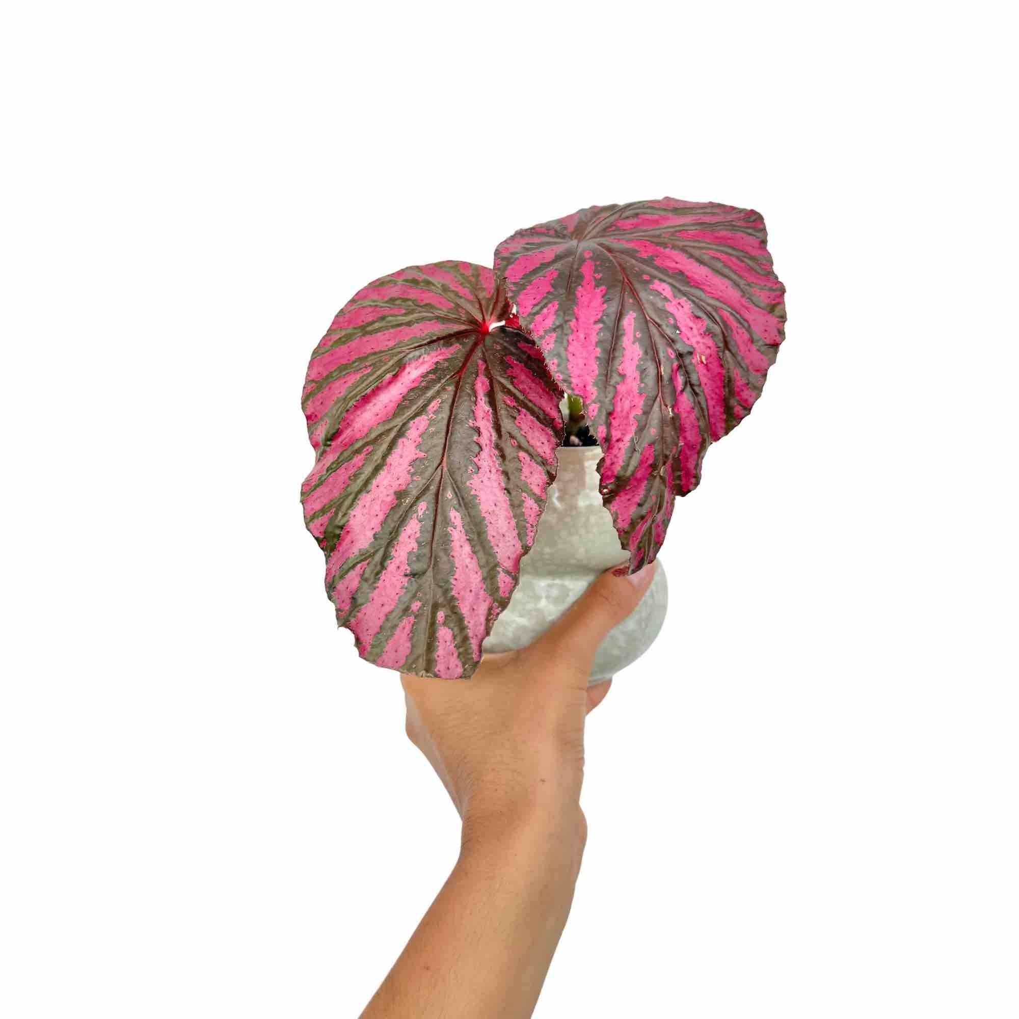 Begonia Brevirimosa - Pot de 8cm - Plantes d'intérieur - Image 4