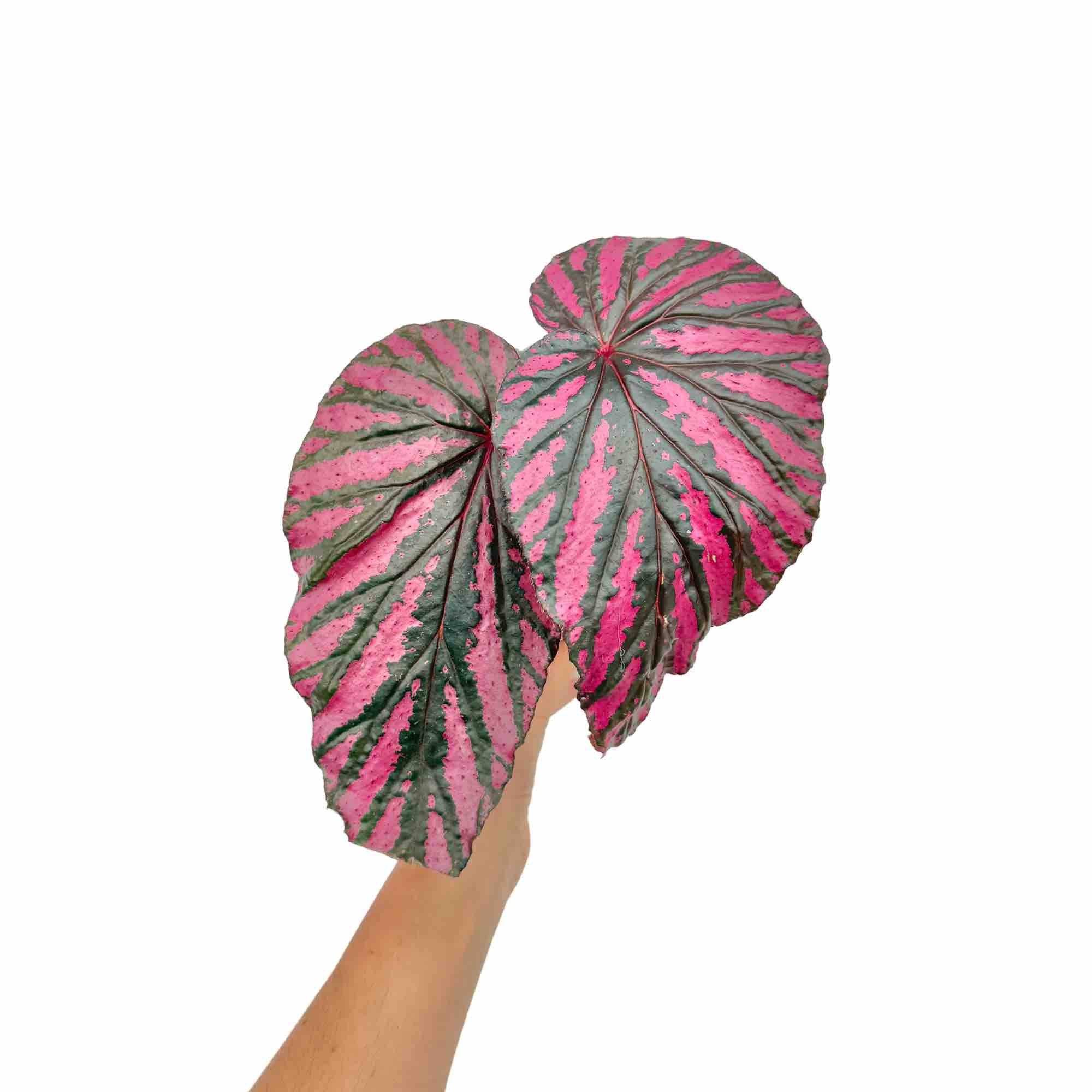 Begonia Brevirimosa - Pot de 8cm - Plantes d'intérieur - Image 2