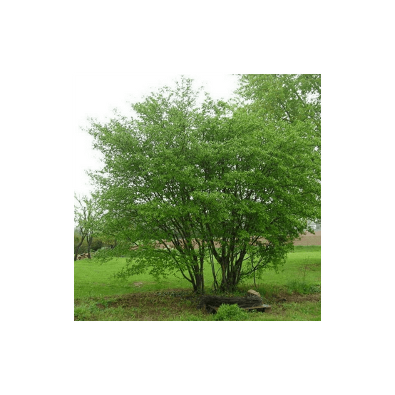 Cornouiller sanguin (Cornus sanguinea) - Godet - Taille 13/25cm - Pépinières Naudet - Image 5