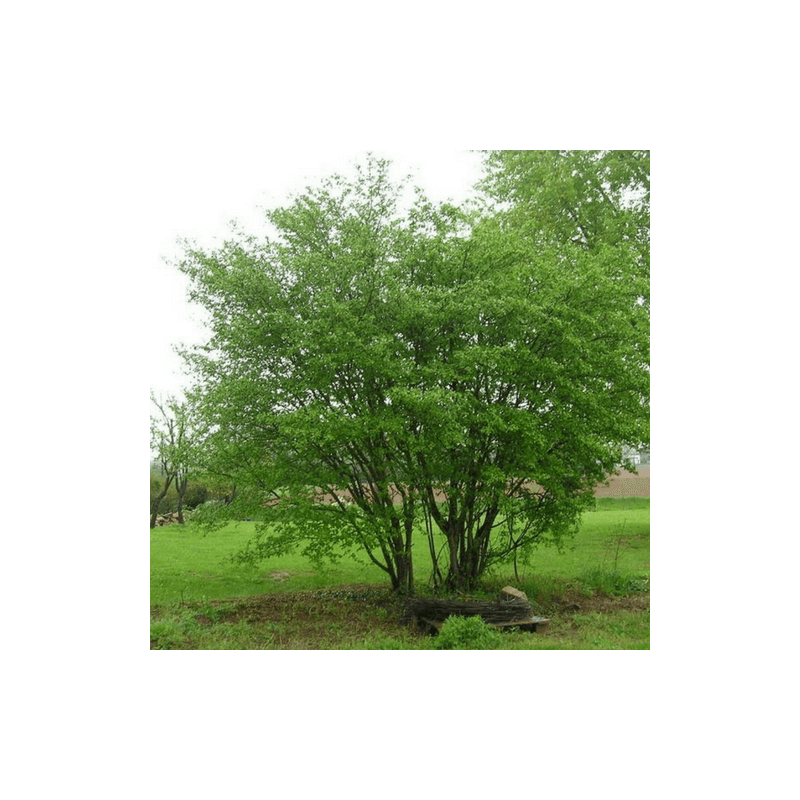 Cornouiller sanguin (Cornus sanguinea) - Godet - Taille 13/25cm - Pépinières Naudet - Image 5
