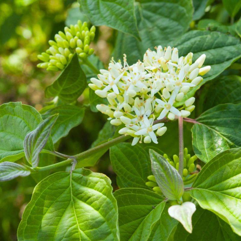 Cornouiller sanguin (Cornus sanguinea) - Godet - Taille 13/25cm - Pépinières Naudet - Image 1