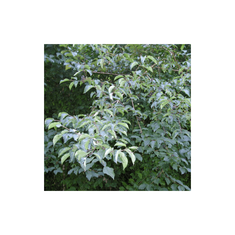 Cornouiller sanguin (Cornus sanguinea) - Godet - Taille 13/25cm - Pépinières Naudet - Image 4