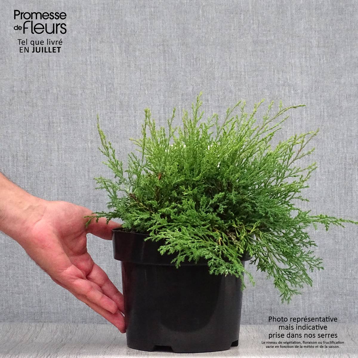 Cyprès rampant de Sibérie - Microbiota decussata Pot de 2L/3L - Image 2