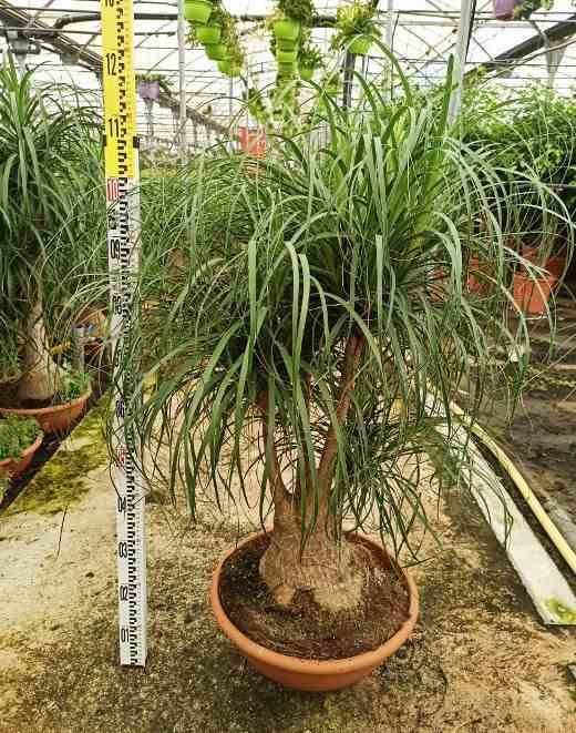 Sans Marque - Beaucarnea recurvata [syn. Nolina r.] Taille:Pot de 2 litres ? 40/60 cm - Image 1