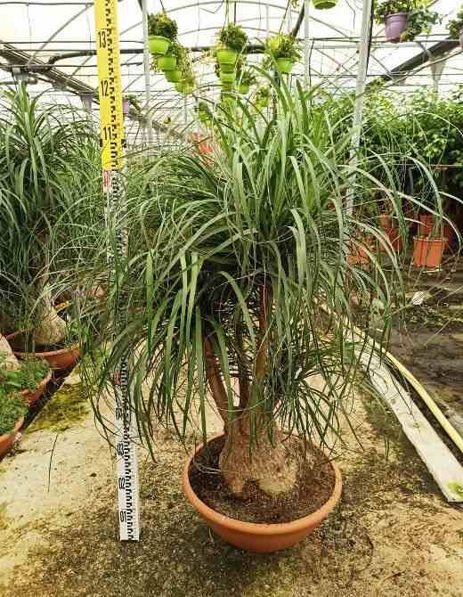 Sans Marque - Beaucarnea recurvata [syn. Nolina r.] Taille:Pot de 2 litres ? 40/60 cm - Image 5