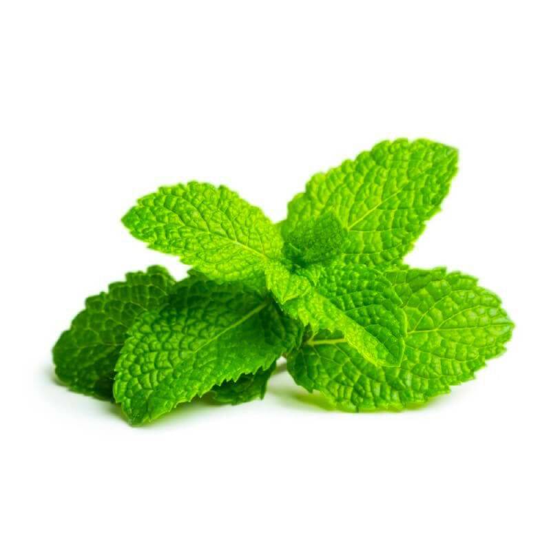Menthe Verte (Mentha Spicata) - Godet - Taille 10/15cm - Pépinières Naudet - Image 1