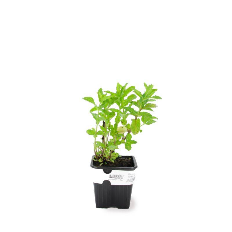 Menthe Verte (Mentha Spicata) - Godet - Taille 10/15cm - Pépinières Naudet - Image 2