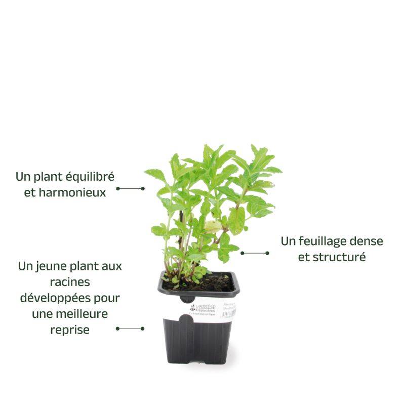 Menthe Verte (Mentha Spicata) - Godet - Taille 10/15cm - Pépinières Naudet - Image 3