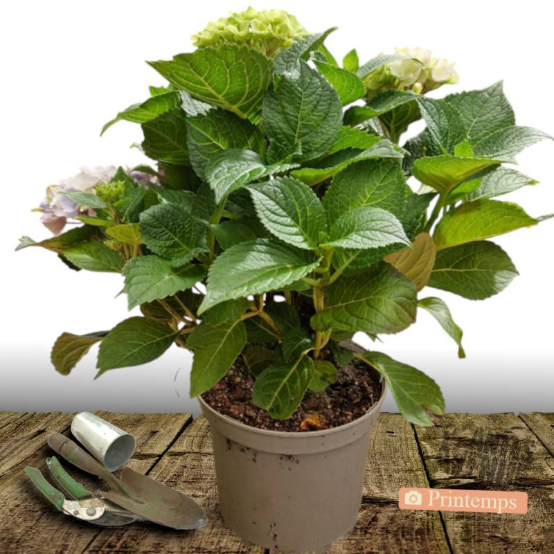 Hortensia Blanc, Hydrangea macrophylla à fleurs Blanche - feuillage Caduc - Pot de 7,5L - 40/60 cm-  hauteur à maturité De 1,00 m à 1,50 m - Image 4