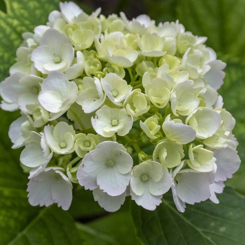 Hortensia Blanc, Hydrangea macrophylla à fleurs Blanche - feuillage Caduc - Pot de 7,5L - 40/60 cm-  hauteur à maturité De 1,00 m à 1,50 m - Image 1