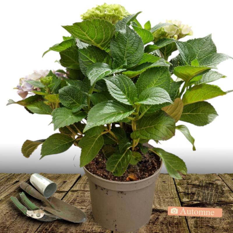 Hortensia Blanc, Hydrangea macrophylla à fleurs Blanche - feuillage Caduc - Pot de 7,5L - 40/60 cm-  hauteur à maturité De 1,00 m à 1,50 m - Image 2