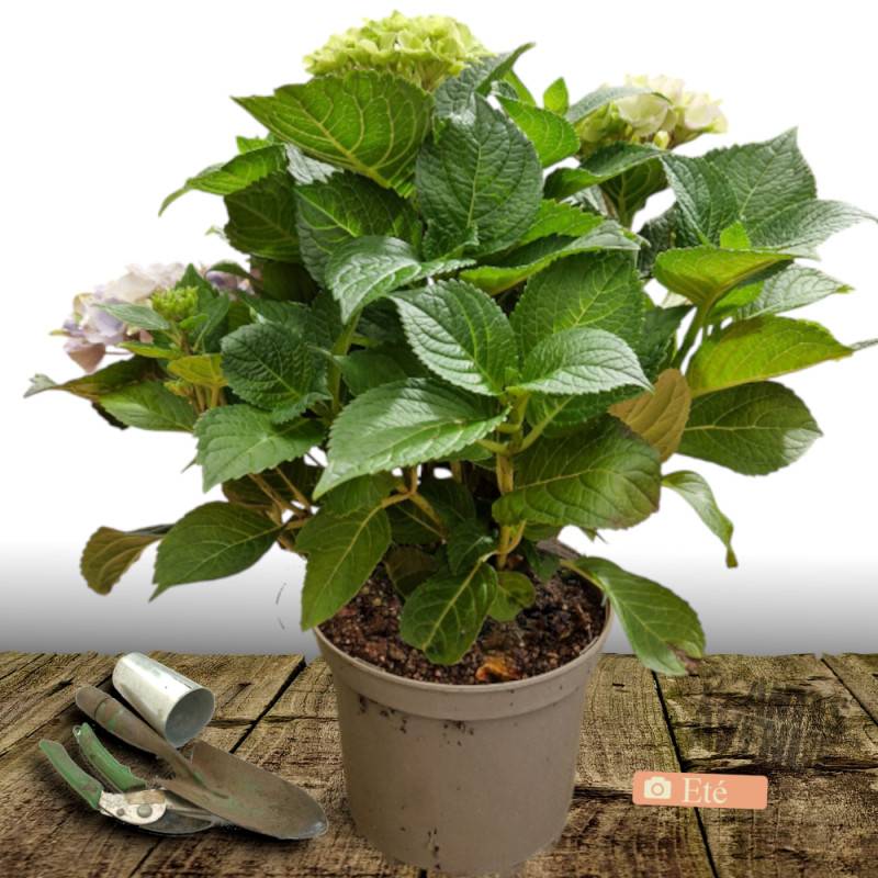Hortensia Blanc, Hydrangea macrophylla à fleurs Blanche - feuillage Caduc - Pot de 7,5L - 40/60 cm-  hauteur à maturité De 1,00 m à 1,50 m - Image 3