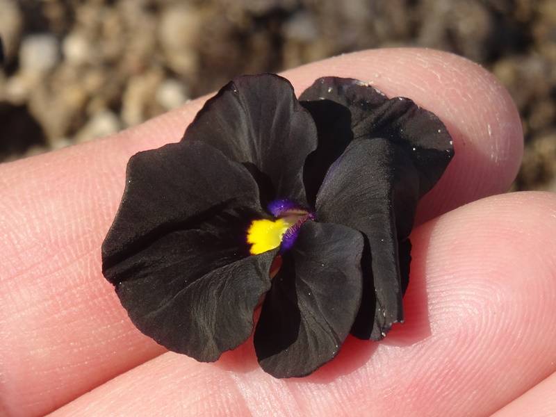 Viola cornuta Molly Sanderson - Pensée Godet de 8/9 cm
