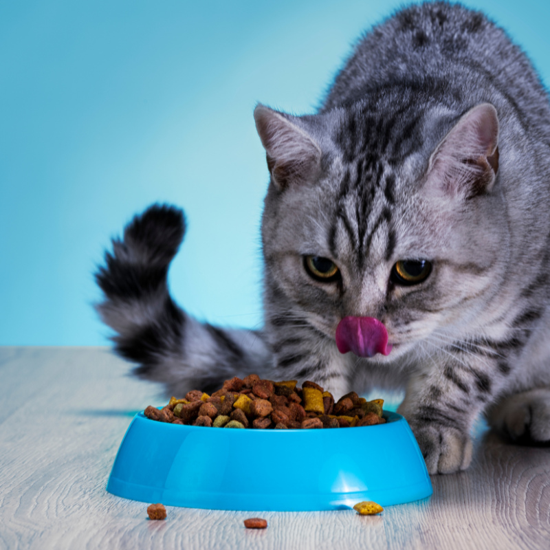 Eukanuba - Eukanuba - Croquettes au Poulet pour Chat - Image 2