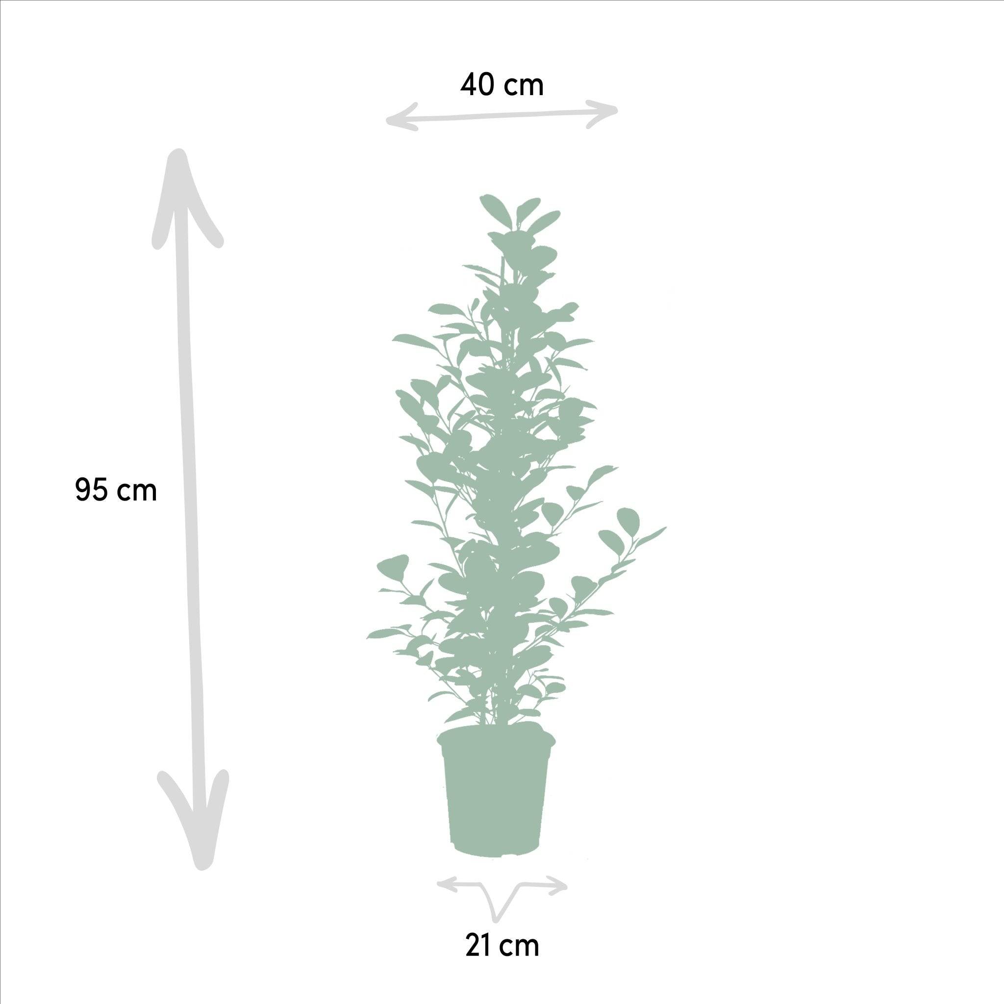 La Green Touch - Ficus - Le Moclame- La Green Touch - Image 4