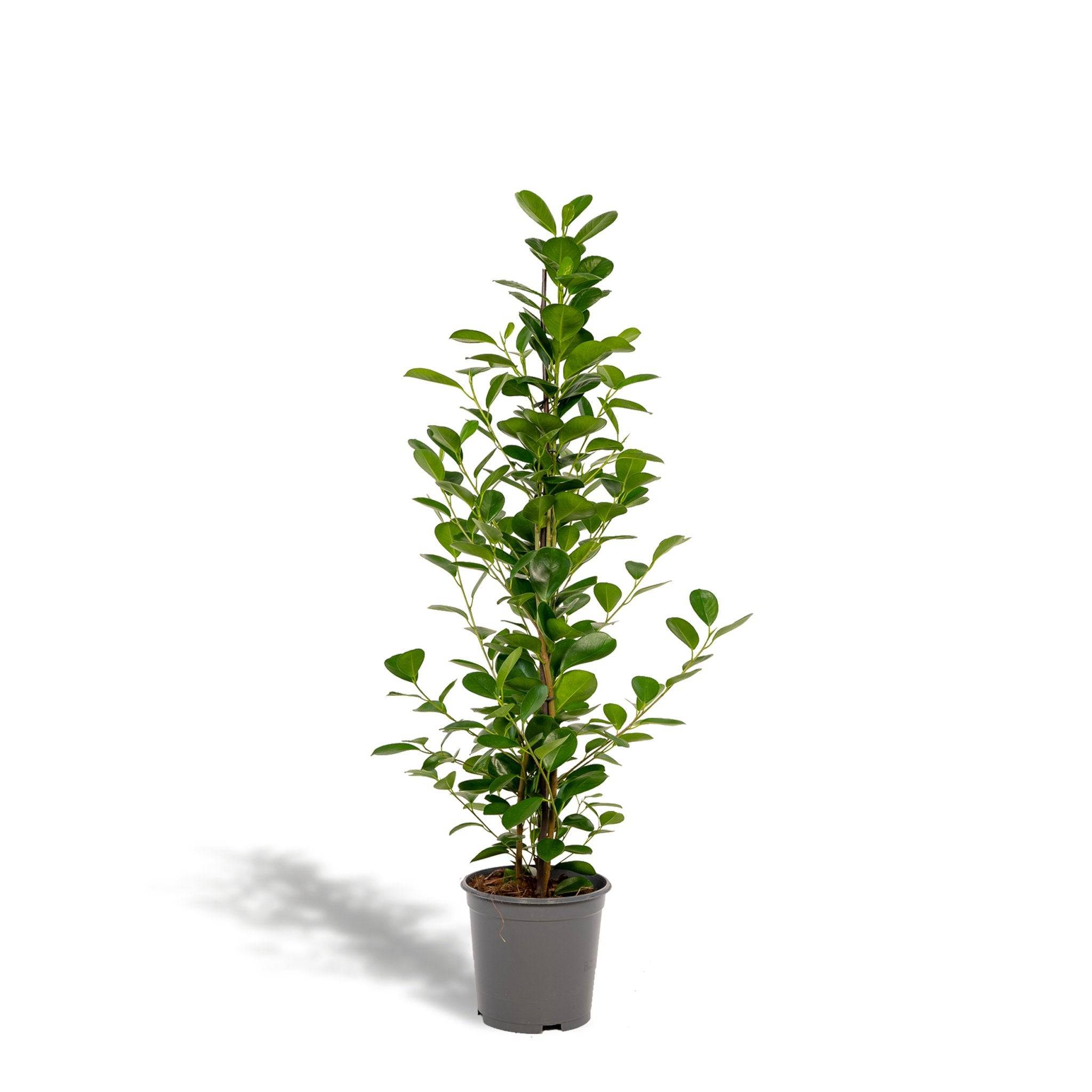 La Green Touch - Ficus - Le Moclame- La Green Touch - Image 2